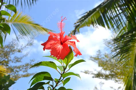 爲何花兒這樣紅和絃，繁盛世界中的生命色彩與詩意之淵